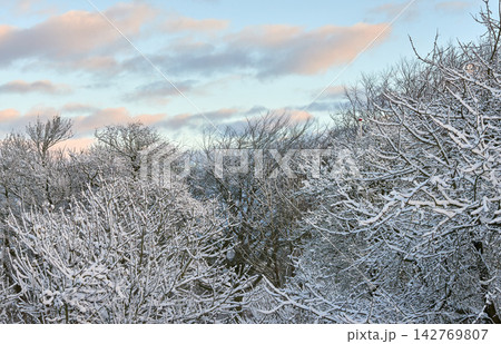 Sky, sunset and snow on trees for winter season, Christmas holiday calendar and nature wallpaper for pc. Oak tree, dusk and frozen environment in forest with ice for peace and vacation in Switzerland Sky, sunset and snow on trees for winter season, Christmas holiday calendar and nature wallpaper for pc. Oak tree, dusk and frozen environment in forest with ice for peace and vacation in Switzerland 142769807