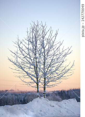 Tree, winter and sunrise in Norway with ice, cold and frost landscape and environment. Snow, forest and morning in countryside for aesthetic, calm or serenity in nature for growth, renewal or scenery 142770049
