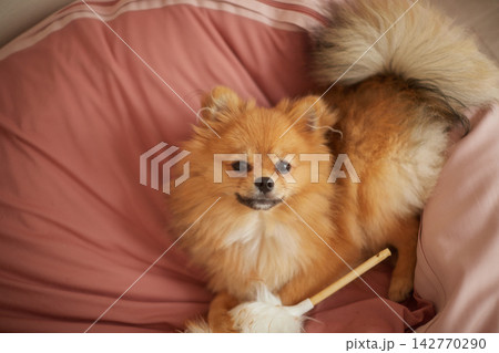 家のリビングのソファーで楽しく遊んでいる可愛いポメラニアンの子犬の姿 142770290