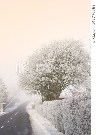 Road, countryside and snow on trees for winter weather, Christmas holiday calendar and nature wallpaper. Oak tree, ice and frozen environment by street with peace for journey and vacation in Chicago Road, countryside and snow on trees for winter weather, Christmas holiday calendar and nature wallpaper. Oak tree, ice and frozen environment by street with peace for journey and vacation in Chicago 142770365