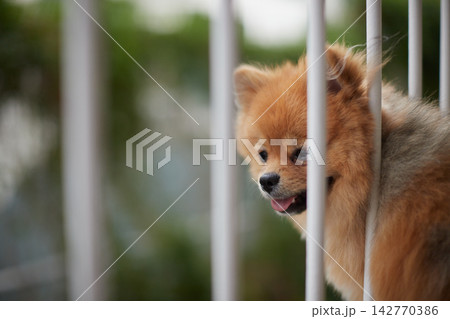 真夏の住宅の二階のベランダで楽しく遊んでいる可愛いポメラニアンの子犬の姿 142770386