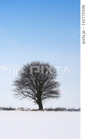 Snow, trees and sunrise with nature, winter and landscape for Denmark scenic background. Environment, sunshine and rural chill for christmas holiday, tranquil frost and peaceful ice oak with serenity 142770396