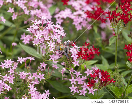 ペンタスの花が咲く花壇とキムネクマバチ ペンタスの花が咲く花壇とキムネクマバチ 142770918