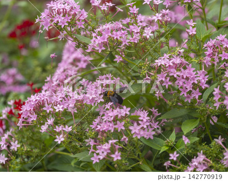 ペンタスの花が咲く花壇とキムネクマバチ ペンタスの花が咲く花壇とキムネクマバチ 142770919