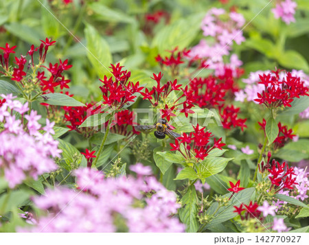 ペンタスの花が咲く花壇とキムネクマバチ 142770927
