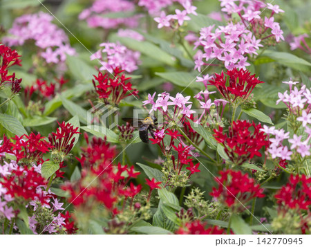 ペンタスの花が咲く花壇とキムネクマバチ ペンタスの花が咲く花壇とキムネクマバチ 142770945