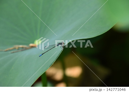 交野植物園 交野植物園 142771046