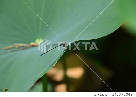 交野植物園 交野植物園 142771048