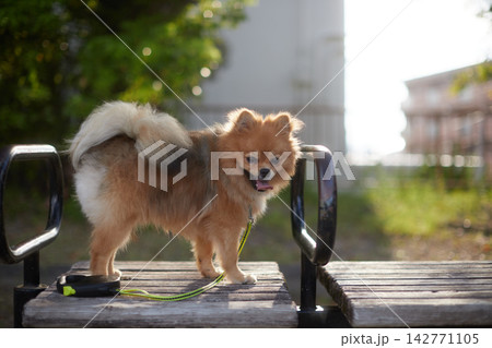 夏の公園で楽しく遊んでいる可愛いポメラニアンの子犬の姿 夏の公園で楽しく遊んでいる可愛いポメラニアンの子犬の姿 142771105