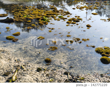 Seaweed Clusters in Shallow Water 142771220