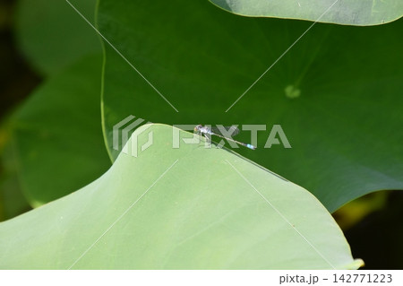 交野植物園 交野植物園 142771223