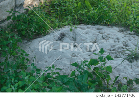Pile of White Construction Sand Surrounded by Green Grass and Wild Plants 142771436
