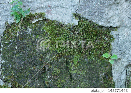 Mossy Ancient Stone Wall Texture Macro Background Mossy Ancient Stone Wall Texture Macro Background 142771448