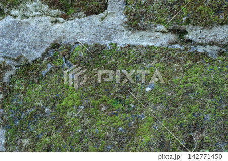 Mossy Ancient Stone Wall Texture Macro Background Mossy Ancient Stone Wall Texture Macro Background 142771450