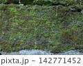Mossy Ancient Stone Wall Texture Macro Background 142771452