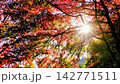 逆光と紅葉 142771511