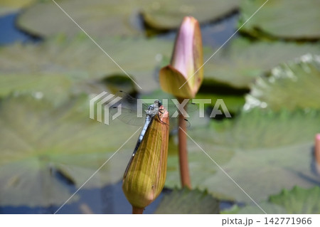 交野植物園 交野植物園 142771966
