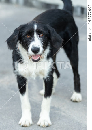 happy black and white wirehaired mixed breed dog looking at the camera with an open mouth happy black and white wirehaired mixed breed dog looking at the camera with an open mouth 142772009