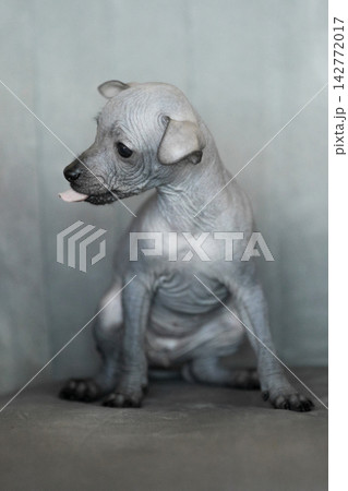 Xoloitzcuintli Mexican Hairless Dog grey puppy sitting indoors and sticking tongue out 142772017