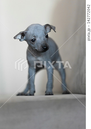 Xoloitzcuintli Xolo Mexican Hairless Dog puppy standing indoors, soft neutral background Xoloitzcuintli Xolo Mexican Hairless Dog puppy standing indoors, soft neutral background 142772042
