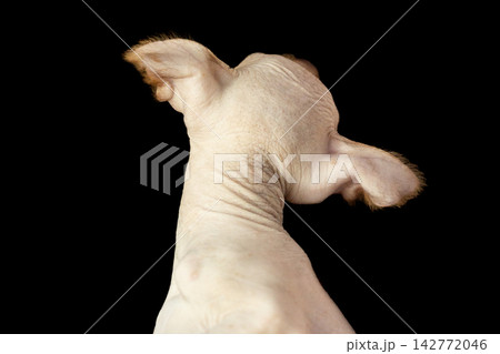 rear view of hairless Xoloitzcuintli Xolo puppy showing skin texture and ears against a solid black background 142772046