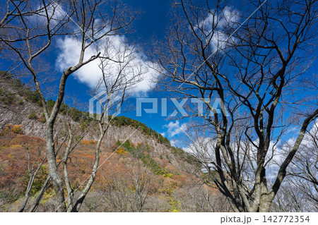 紅葉真っ盛りの奈良県曽爾村屏風岩公苑 紅葉真っ盛りの奈良県曽爾村屏風岩公苑 142772354