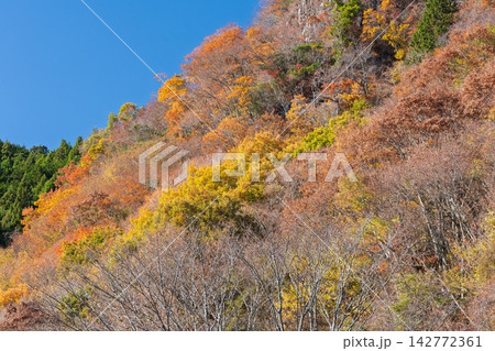 紅葉真っ盛りの奈良県曽爾村屏風岩公苑 紅葉真っ盛りの奈良県曽爾村屏風岩公苑 142772361