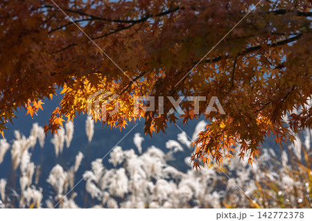 紅葉真っ盛りの奈良県曽爾村屏風岩公苑 紅葉真っ盛りの奈良県曽爾村屏風岩公苑 142772378