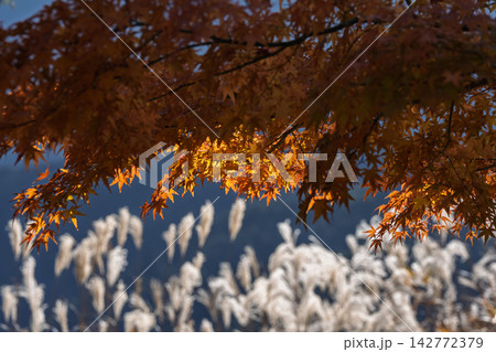 紅葉真っ盛りの奈良県曽爾村屏風岩公苑 紅葉真っ盛りの奈良県曽爾村屏風岩公苑 142772379