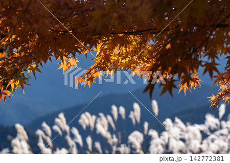 紅葉真っ盛りの奈良県曽爾村屏風岩公苑 紅葉真っ盛りの奈良県曽爾村屏風岩公苑 142772381