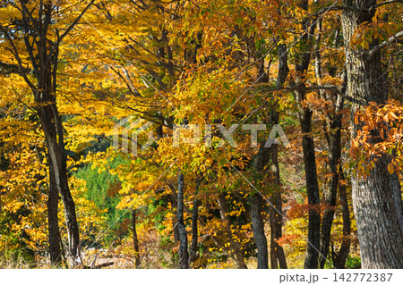 紅葉真っ盛りの奈良県曽爾村屏風岩公苑 紅葉真っ盛りの奈良県曽爾村屏風岩公苑 142772387