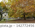 美しく色づいた11月のケヤキ 142772456