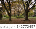 美しく色づいた11月のケヤキの大木 142772457