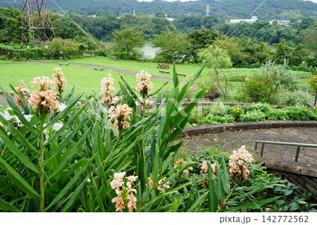 神奈川県相模原市緑区の津久井湖城山公園の花の苑地周辺の風景 神奈川県相模原市緑区の津久井湖城山公園の花の苑地周辺の風景 142772562