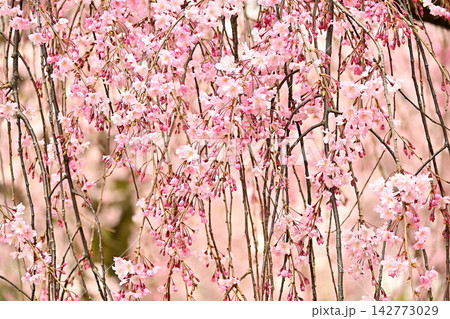 見事な枝垂れ桜 142773029
