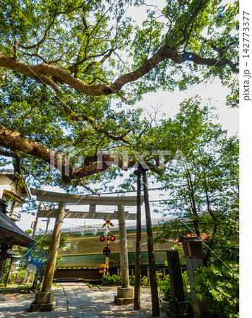 鳥居のある神社の前を滑走する江ノ電 鳥居のある神社の前を滑走する江ノ電 142773377