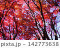 真っ赤な紅葉 142773638