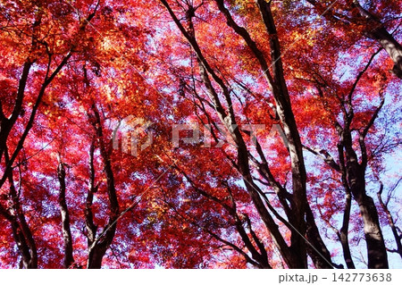 真っ赤な紅葉 真っ赤な紅葉 142773638