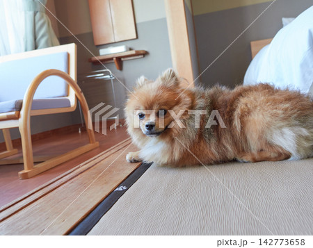 ペット同行可の和風ホテルの客室で遊んでいる可愛いポメラニアンの子犬の姿 142773658