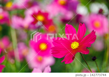 ピンク色のコスモスの花が咲いています 142773744