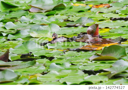 睡蓮の池を泳ぐカイツブリ幼鳥 睡蓮の池を泳ぐカイツブリ幼鳥 142774527