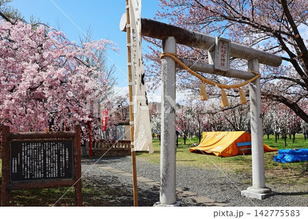 桜の季節の乙和稲荷神社(福島県福島市飯坂町) 桜の季節の乙和稲荷神社(福島県福島市飯坂町) 142775583
