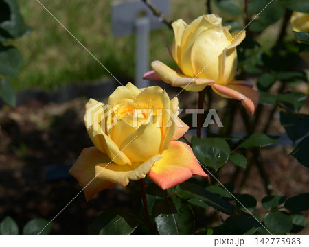 金閣　バラの花 142775983