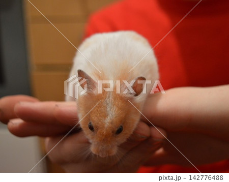 A white-red hamster is a pet 142776488