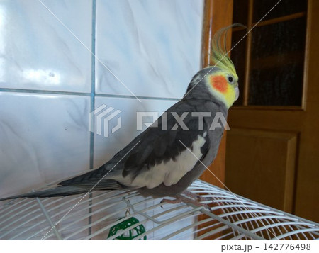 The Australian gray cockatiel (Nymphicus hollandicus) stands on a cage The Australian gray cockatiel (Nymphicus hollandicus) stands on a cage 142776498