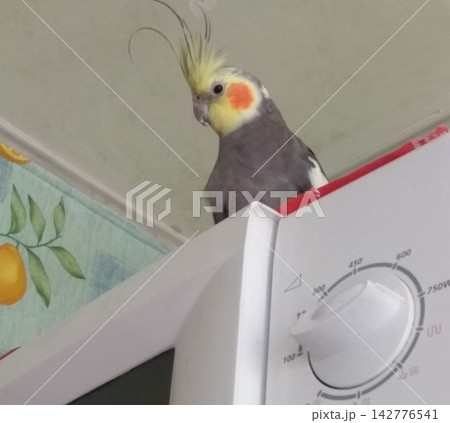 The Australian gray cockatiel (Nymphicus hollandicus) stands in the microwave 142776541