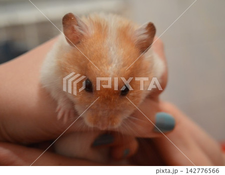 A white-red hamster is a pet, a small animal with soft fur in human hands 142776566