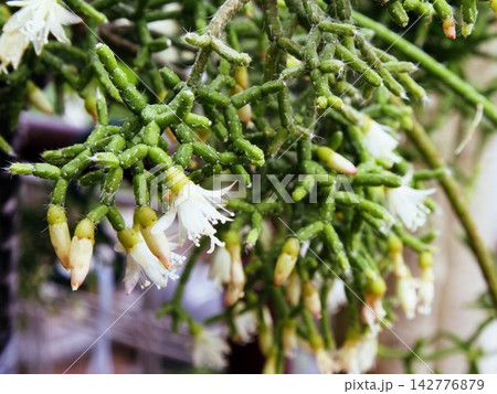Rhipsalis cereuscula(リプサリス・ケレウスワラ) Rhipsalis cereuscula(リプサリス・ケレウスワラ) 142776879