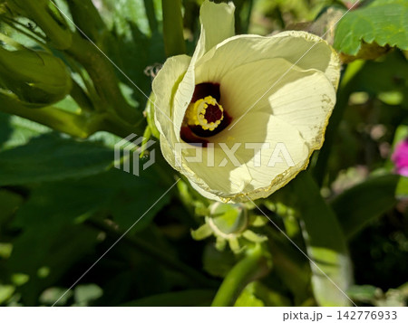 陽射しを浴びて咲く淡黄色のオクラの花 陽射しを浴びて咲く淡黄色のオクラの花 142776933