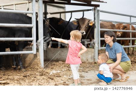 Woman with children near yard with calves Woman with children near yard with calves 142776946